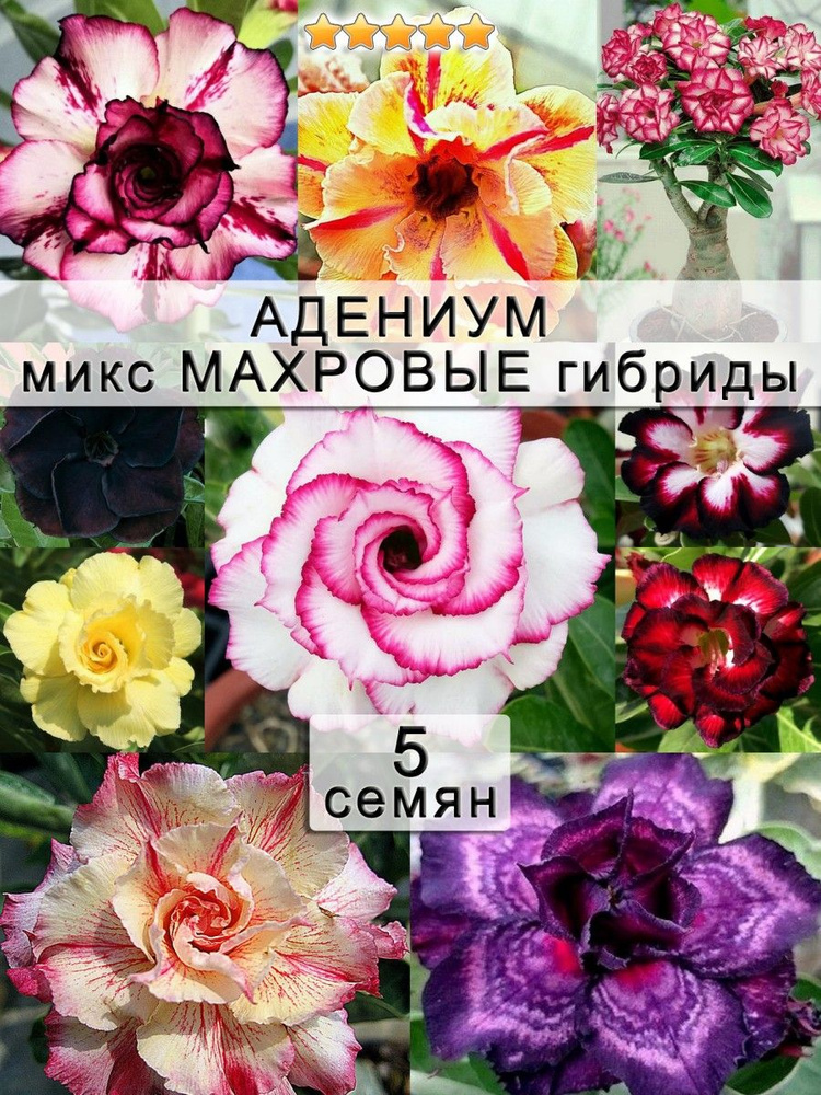 Адениум обесум "Микс махровых сортов" #1