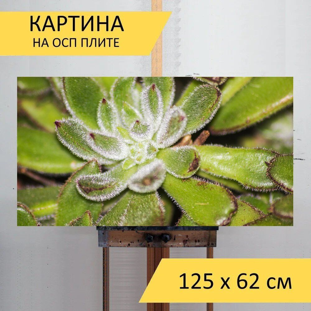 LotsPrints Картина "Кактус, суккуленты, сад 49", 125  х 62 см #1