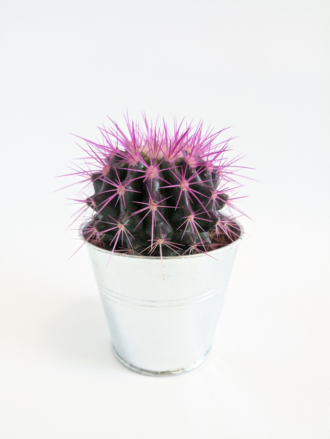 Кактус эхинокактус грузони красный. Эхинокактус грузони красный. Эхинокактус розовый. Эхинокактус грузони рейнбоу. Эхинокактус фиолетовый.