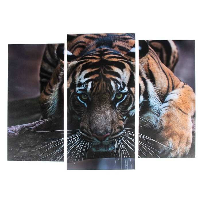 Модульная картина "Тигровый взгляд" (2-25х52; 1-30х60) 60х80 см #1