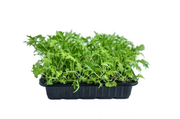 Семена микрозелени Капуста Мизуна зеленая - 100 г #1