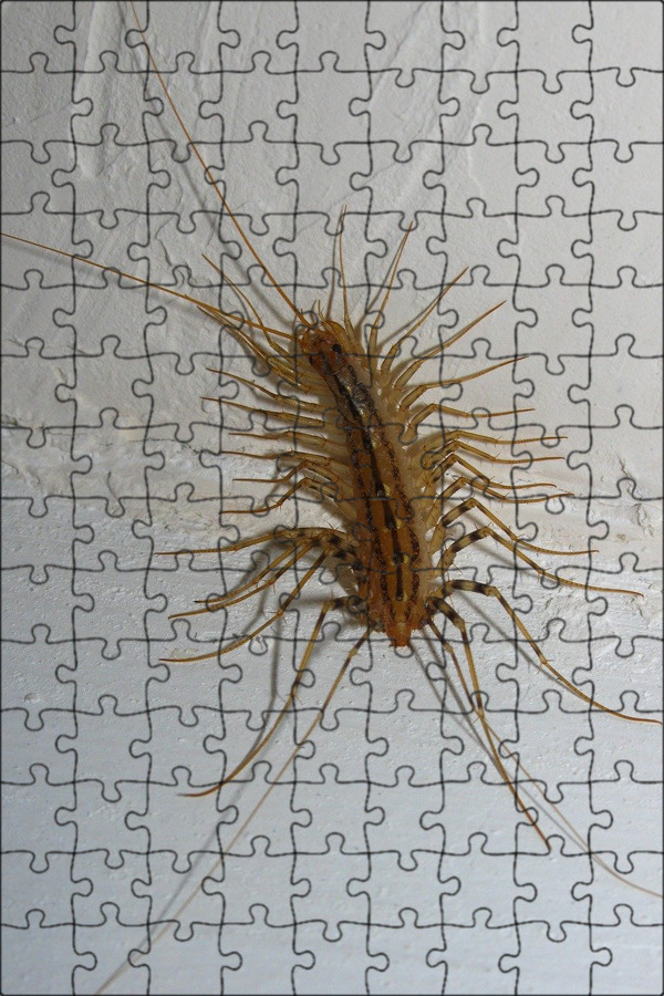 Магнитный пазл 27x18см."Мухоловка, домашняя сколопендра, многоножка" на ...