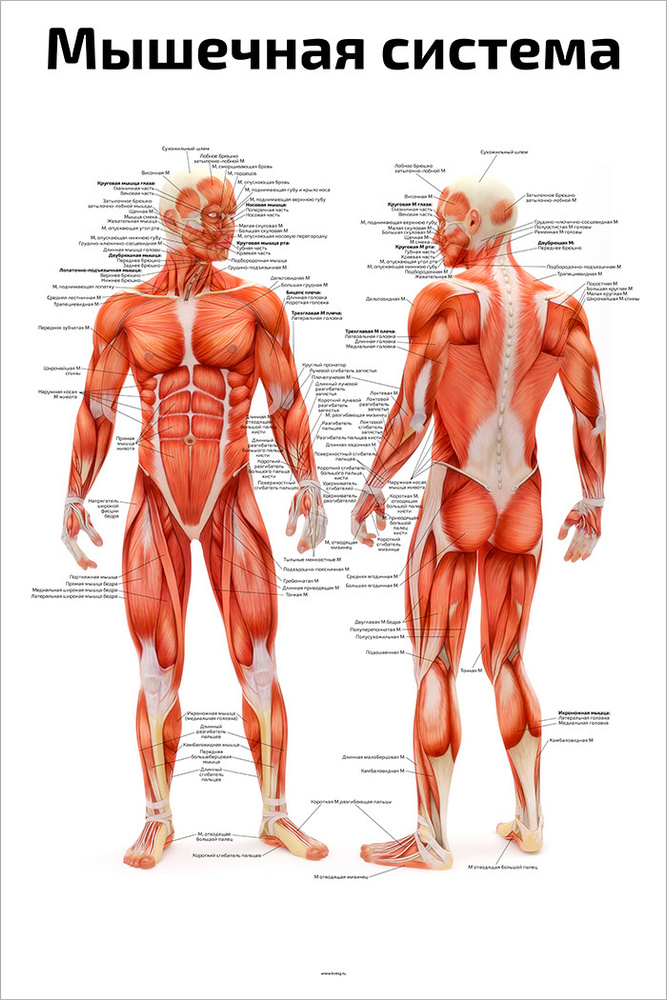 Плакат обучающий А2 ламинир. Мышечная система мышцы человека анатомический NEW 457x610 мм  #1