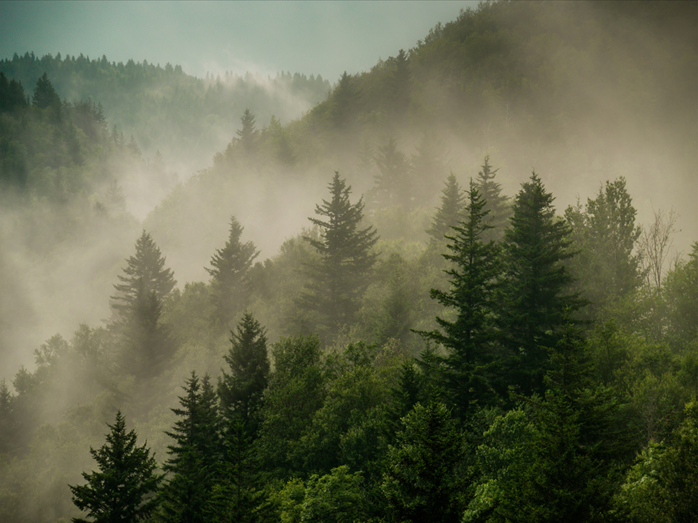 Фотообои флизелиновые на стену 3д GrandPik 2073 "Горный лес в тумане" (ШхВ), 400х300 см  #1