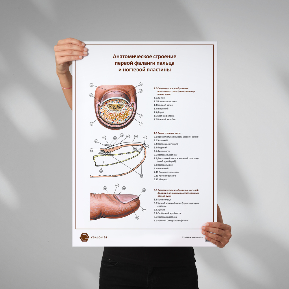 Плакат Анатомическое строение первой фаланги пальца и ногтевой пластины в кабинет педикюра и подолога #1