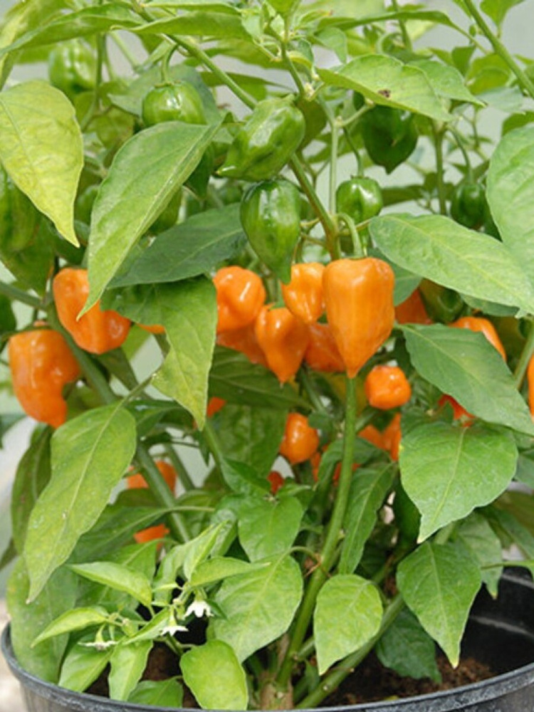 Семена Острый перец Habanero orange (хабанеро оранжевый), 5 штук  #1