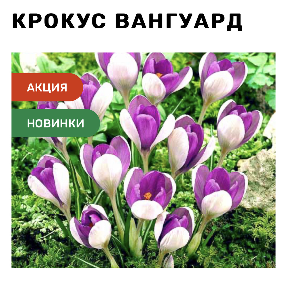 Луковицы Крокус купить по выгодной цене в интернет-магазине OZON ...