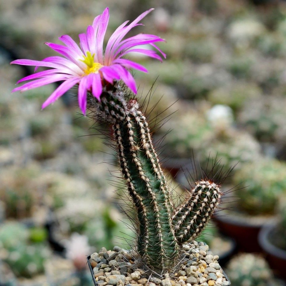 Суккулент Кактус Echinocereus palmeri SB-184 семена (10 ШТ) #1