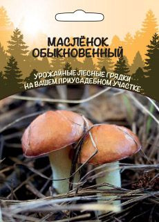 Грибы Масленок Обыкновенный, 1 пакет, зерновой мицелий 30 мл, Уральский Дачник  #1