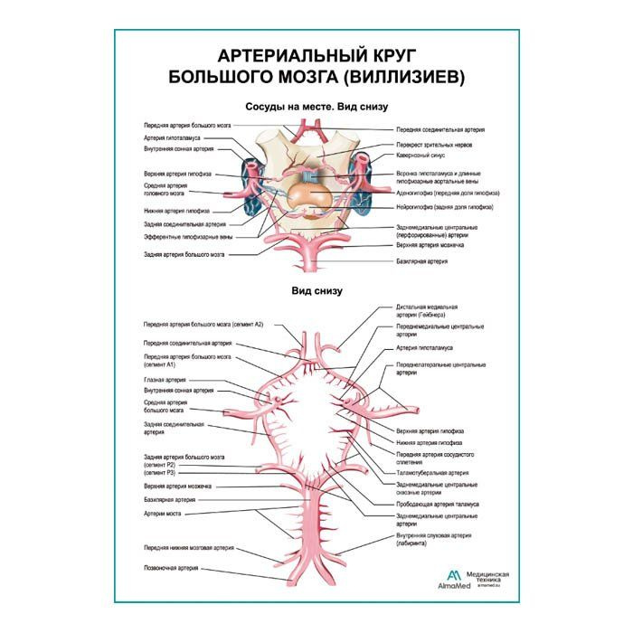 "Артериальный круг большого мозга (Виллизиев)" плакат глянцевый А2+, плотная фотобумага от 200г/м2  #1