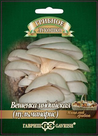 Мицелий грибов Вешенка Индийская Пульмонарис на древесной палочке 12 шт./ Семена грибов  #1