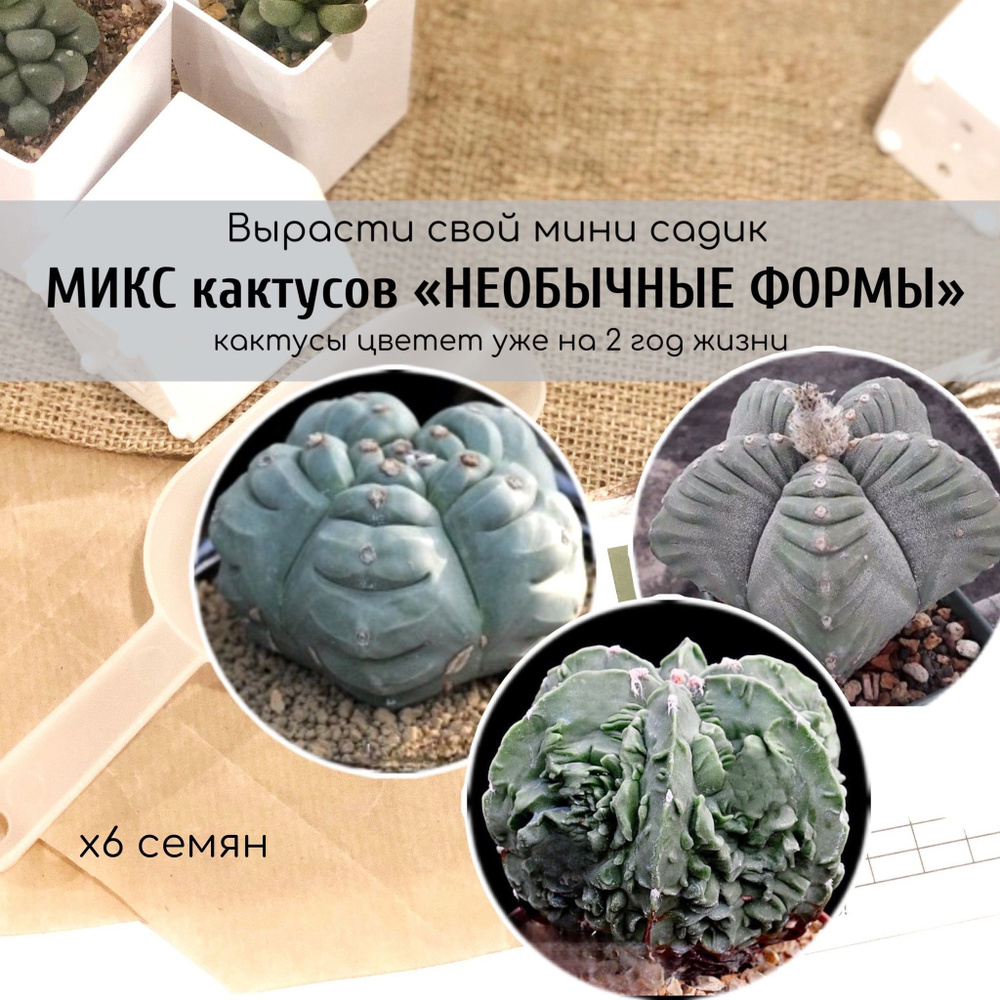 Микс семян кактусов Астрофитума "необычной формы" от Бюро семян / Astrophytum myriostigma Kikko Nudum #1