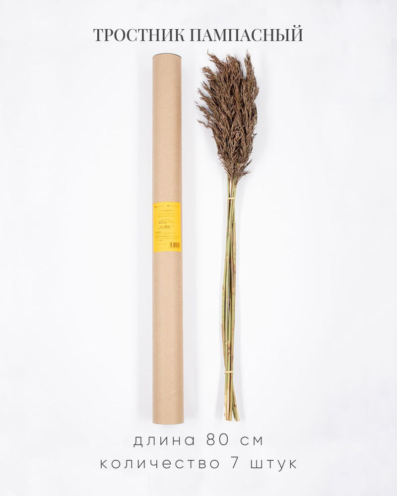 Сухоцветы, Тростник пампасный 80 см. 7 шт. #1