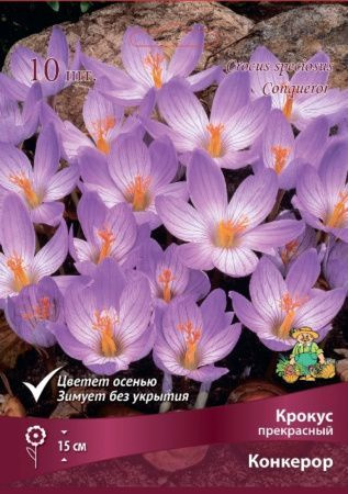 Крокус Прекрасный Конкерор (10шт, сиреневый, цветет осенью, 7+/К, h15см)  #1