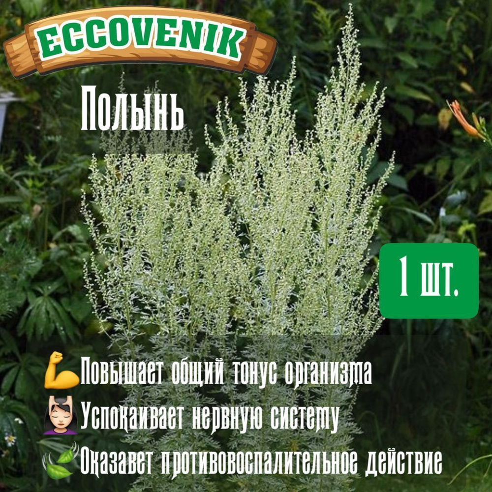 ECCOVENIK Веник для бани Травяной, Полынный, 1 шт.  #1