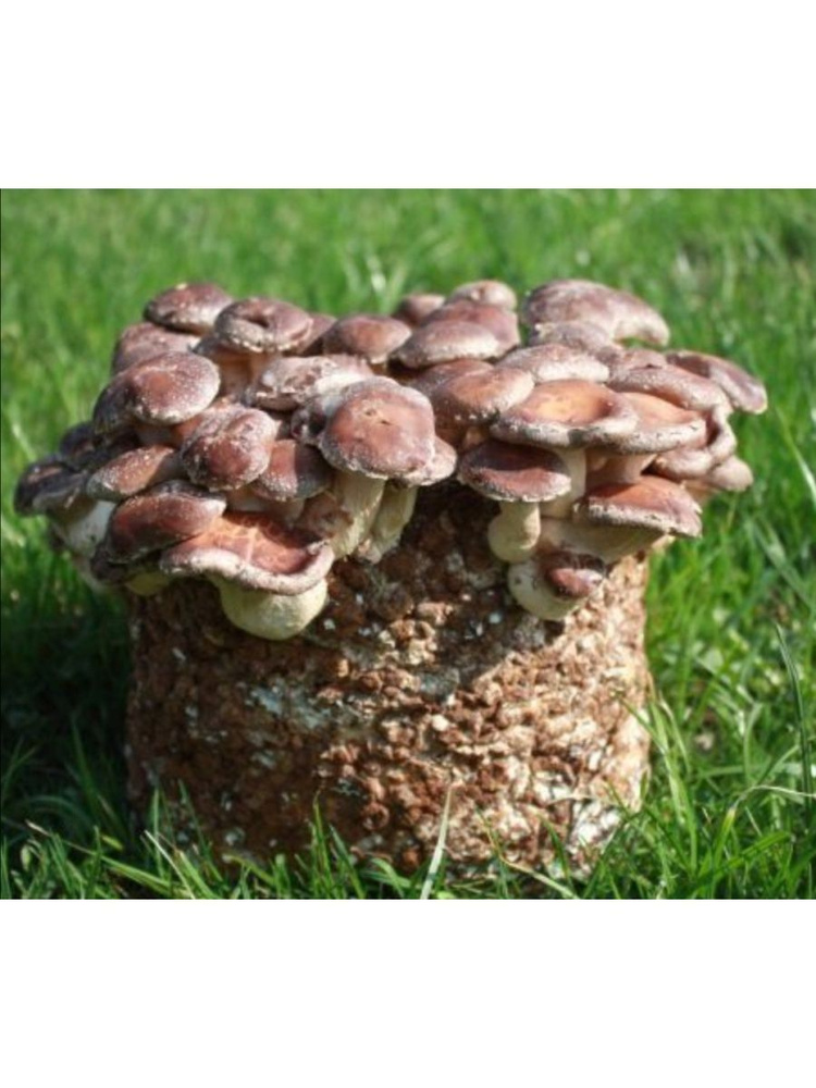 Мицелий шиитаке грибы для выращивания #1