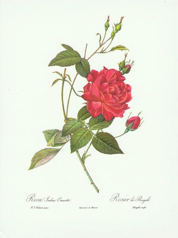 Бенгальская красная роза. Пьер-Жозеф Редуте. Антикварная офсетная литография. Англия, 1963 г.  #1