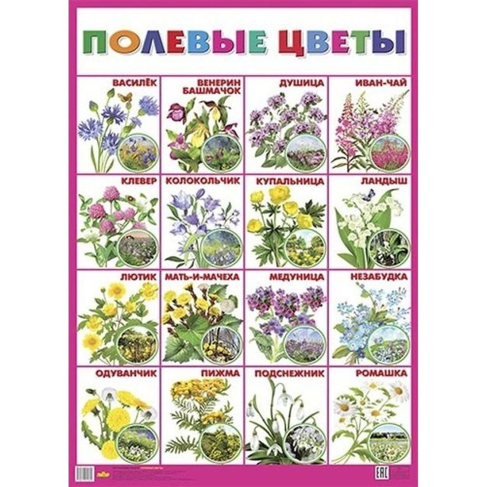 Обучающий плакат Литур Полевые цветы. 550х770 мм #1
