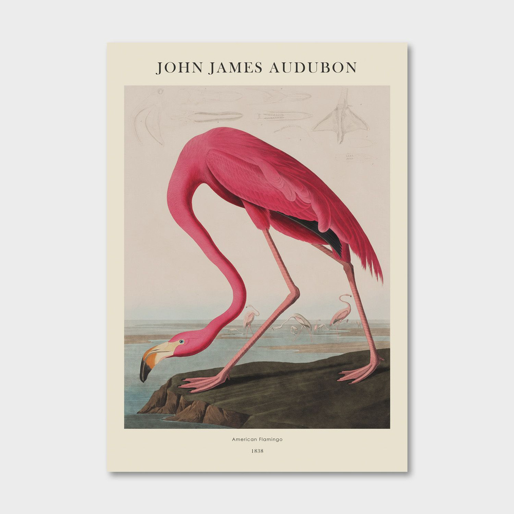 Постер для интерьера Postermarkt, J.J.Audubon №7, 50х70 см #1