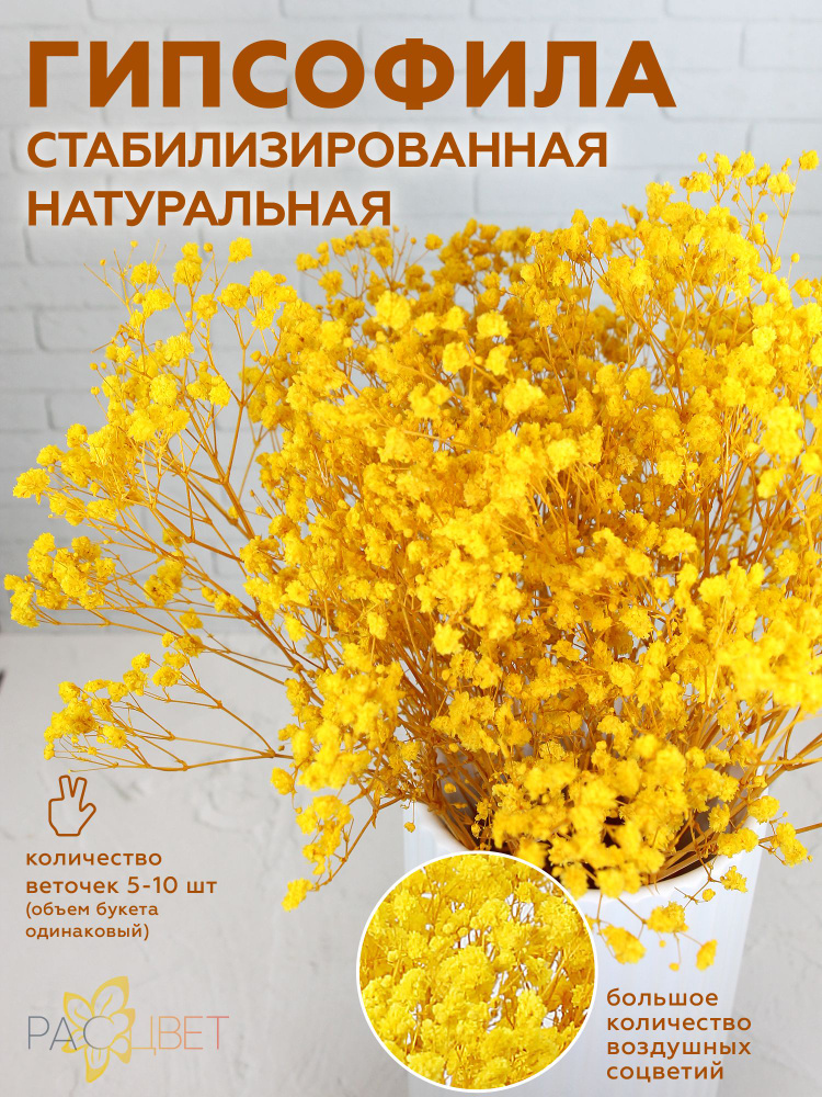 Сухоцветы для декора, букет Гипсофила сухоцвет, жёлтый, высота 50 см  #1