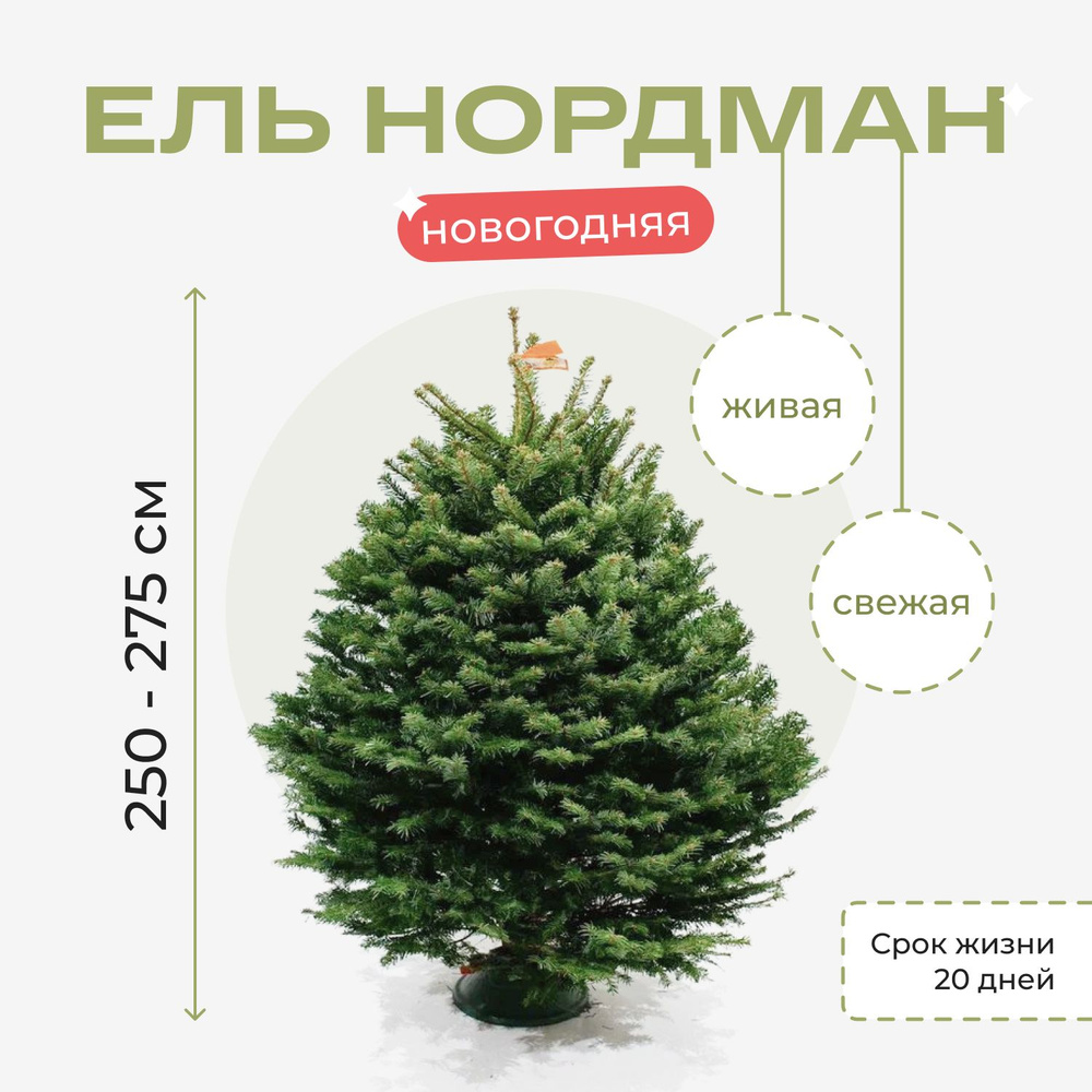 Елка живая Elki.one, 250-275 см - купить с доставкой по выгодным ценам ...