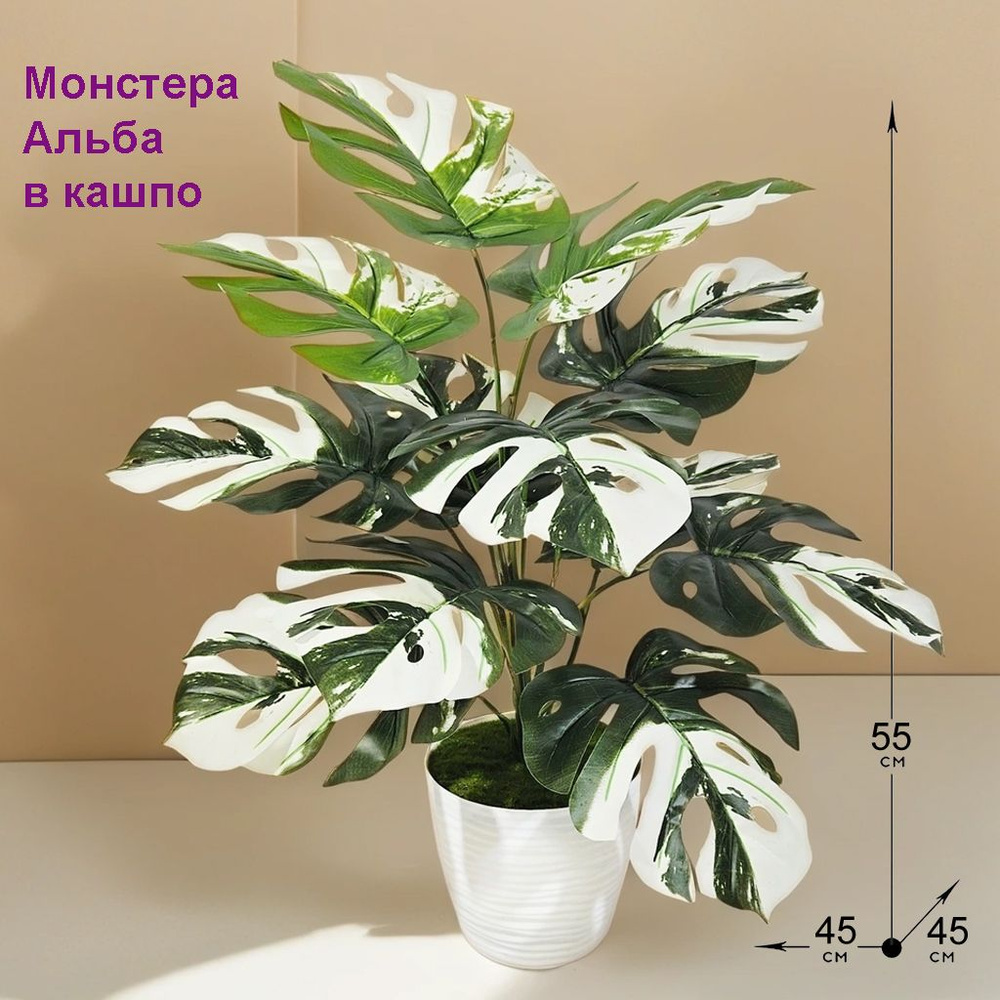 Искусственное растение Монстера Альба 55 см в кашпо, ФитоПарк, зелень для дома, декоративный куст для #1