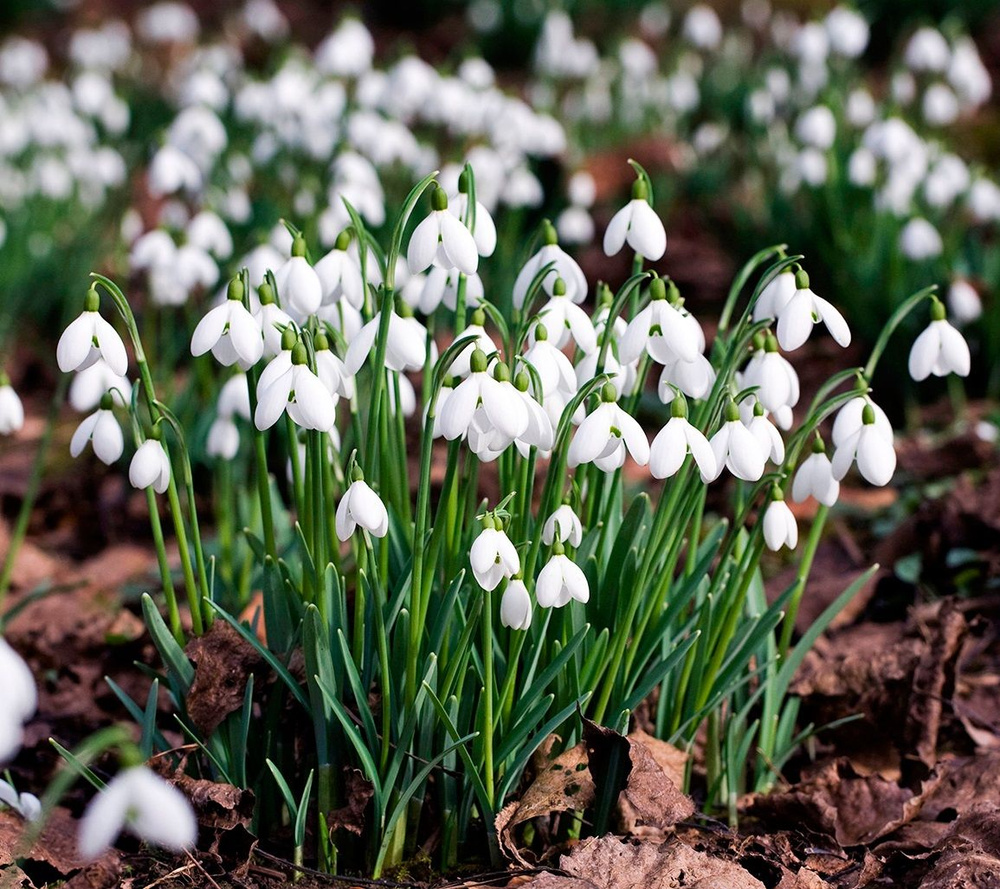 Подснежник Галантус - Galanthus (луковицы для посадки 5 шт) / клубни, делёнки многолетних растений, корни #1