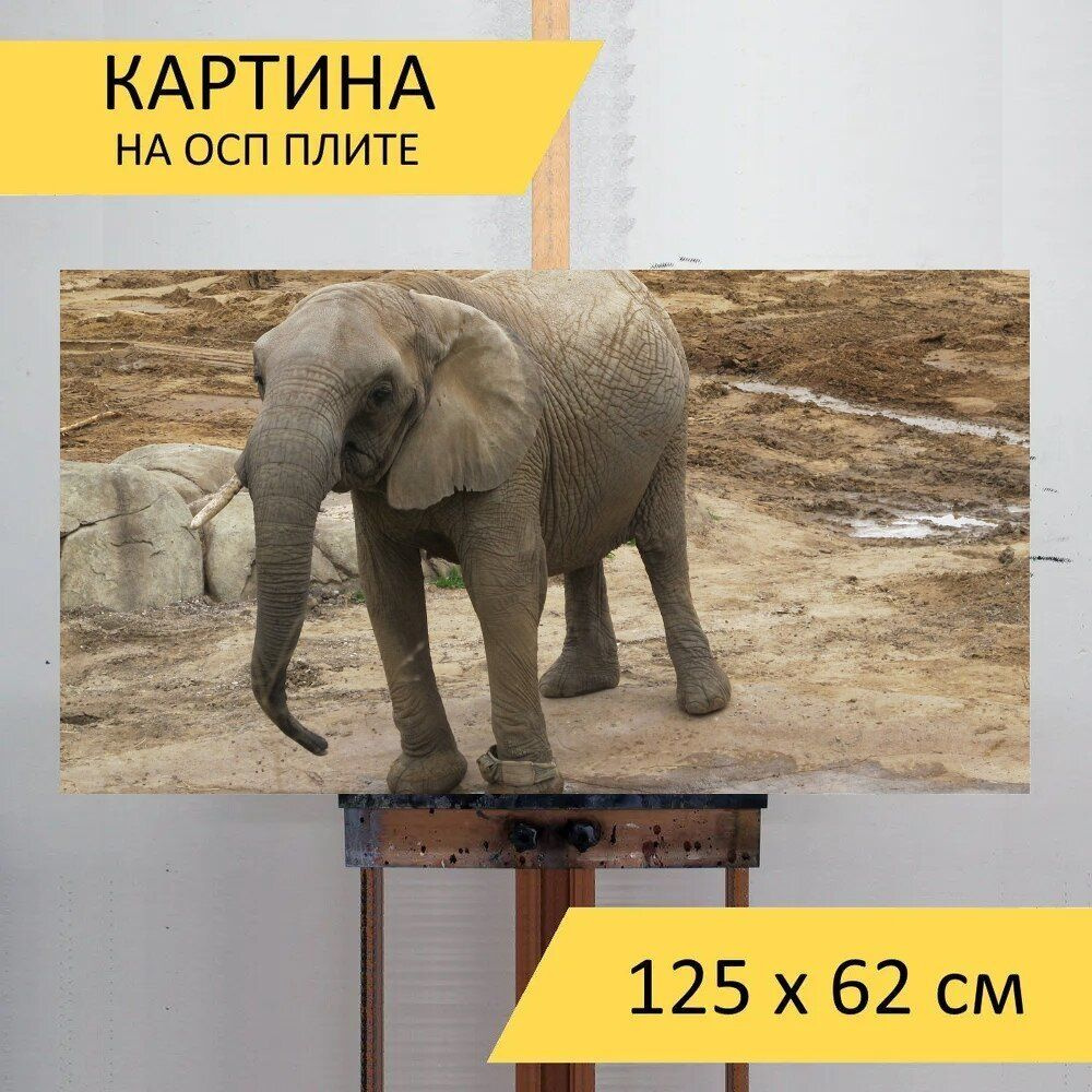 LotsPrints Картина "Слон, сан диего, зоопарк 03", 125  х 62 см #1