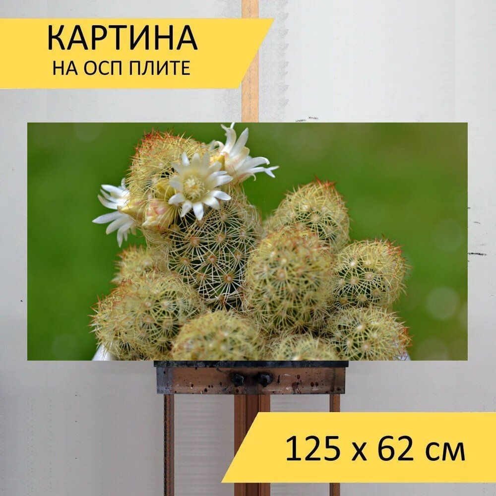 LotsPrints Картина "Кактус, цветы, цветы кактуса 51", 125  х 62 см #1