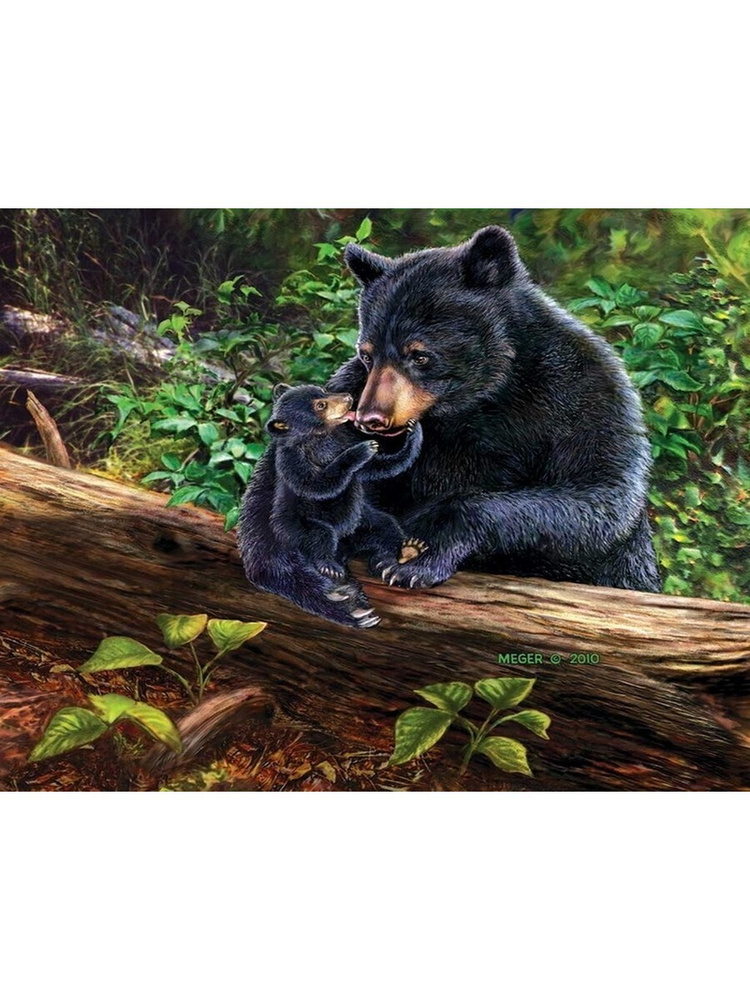 Картина по номерам на холсте и подрамнике Медведь и медвежонок 40х50 см  #1