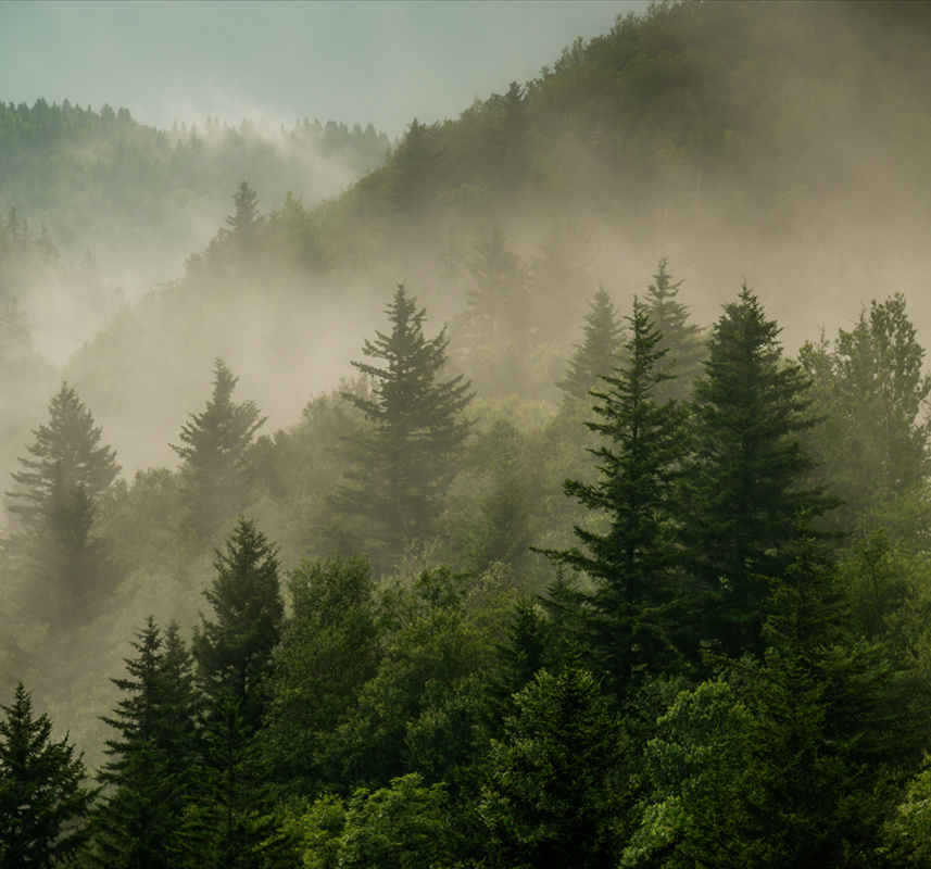 Фотообои GrandPik 2073 "Горный лес в тумане" (ШхВ), 300х280 см #1
