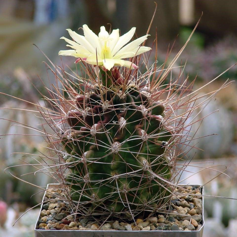 Суккулент Кактус Hamatocactus longihamatus семена (10 ШТ) #1