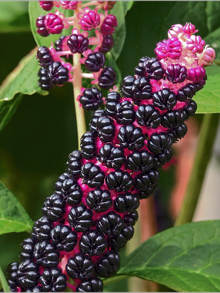 Семена Лаконос ягодный (Phytolacca acinosa), 125 штук #1