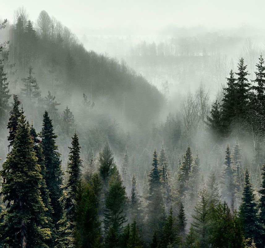 Фотообои GrandPik 10241 "Горный лес в тумане", 300х280 см(Ширина х Высота)  #1