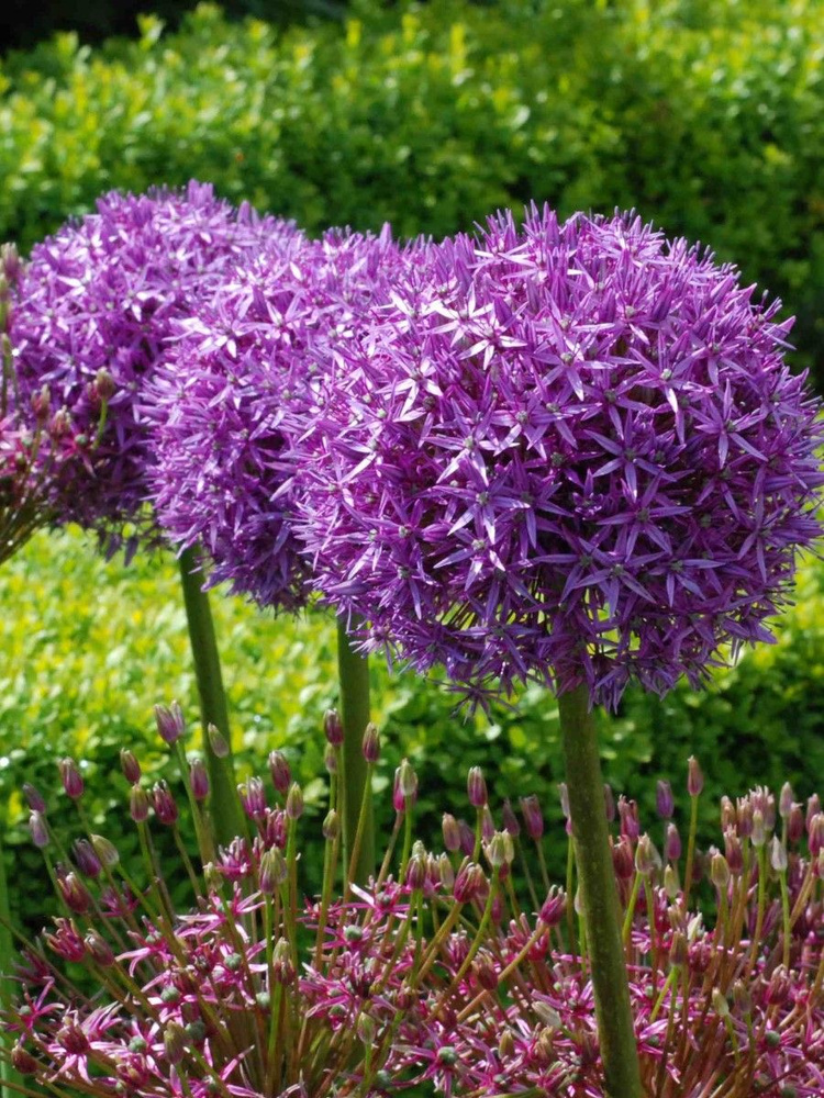 Семена лук Аллиум гигантский (Allium giganteum), 15 штук #1