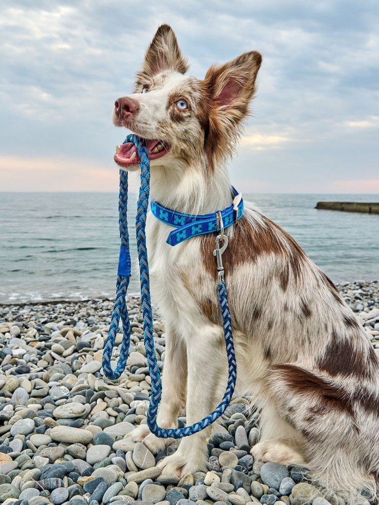 Ошейник для собак Japan Premium Pet с двойной стропой и стальным застегивающимся механизмом, размер М #1