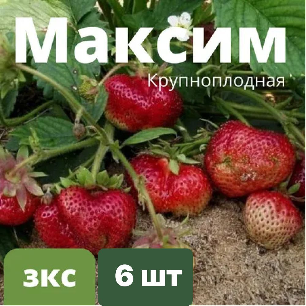 Клубника Крупноплодная "Максим" 6 штук саженцев #1