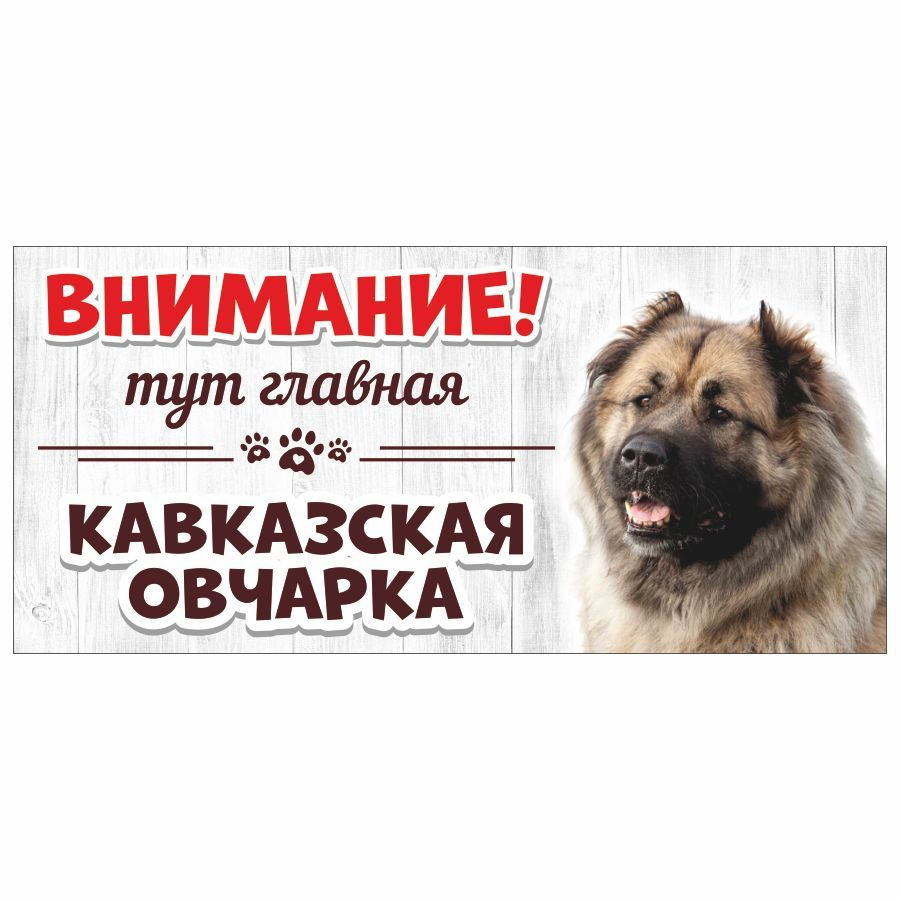 Табличка, Злая собака, Тут главная Кавказская овчарка, на металлической основе, 30см х 14 см, на забор, #1