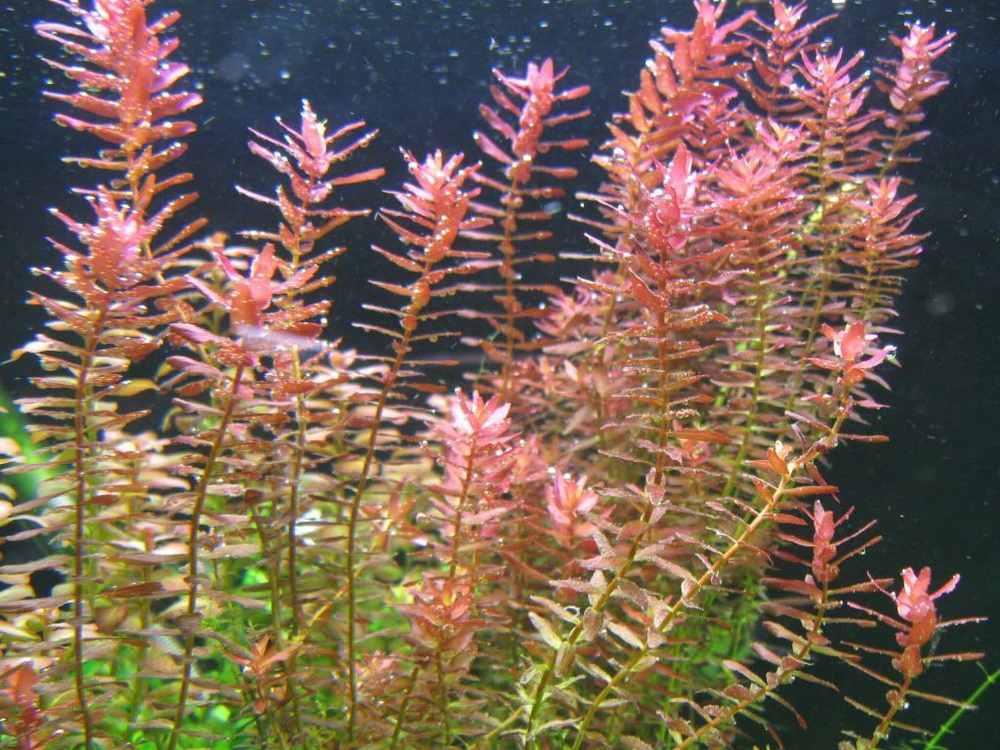 Ротала индика (Rotala indica)Живое растение для аквариума #1