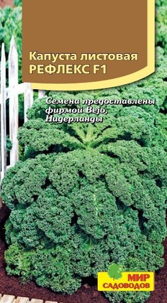 Семена Капуста листовая "Рефлекс". 10шт семян в 1 упаковке  #1