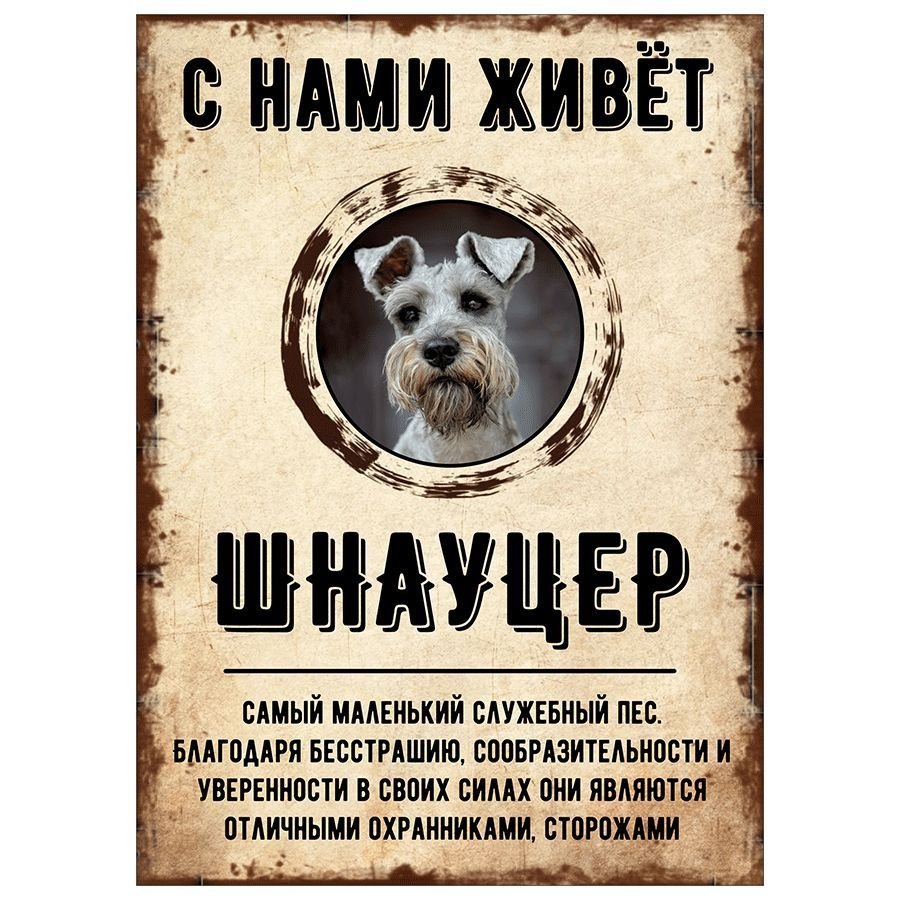 Табличка, декоративная, DANGER DOG, С нами живет Шнауцер, 18см х 25см  #1