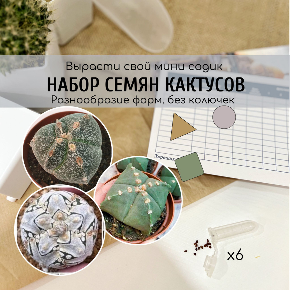 Семена кактусов без колючек разной формы Астрофитум Astrophytum myriostigma / семян редких и необычных #1