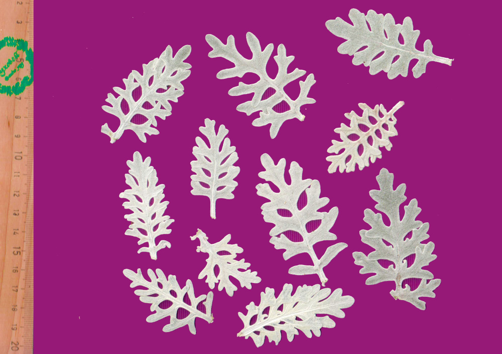 Плоские сухоцветы - Цинерария серебристая для заливки смолой и рукоделия, 10 шт  #1