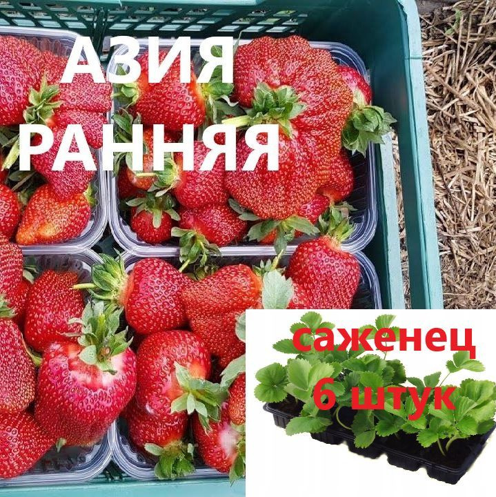 Клубника Азия (Ранняя) Крупноплодная 6 штук саженцев в кассетах  #1