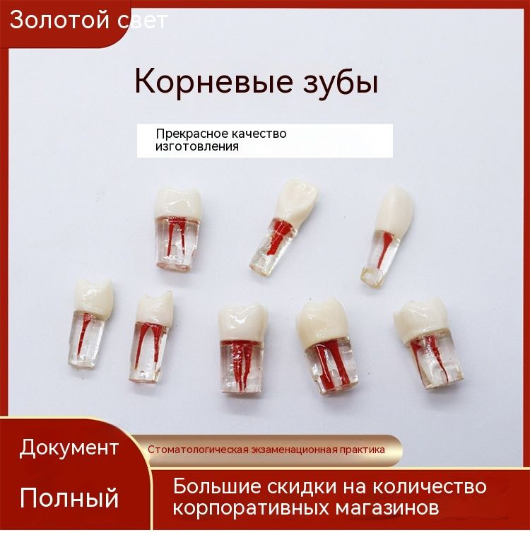 Искусственные зубы,Эндодонтические модели (8 штук в комплекте)Учебная ...