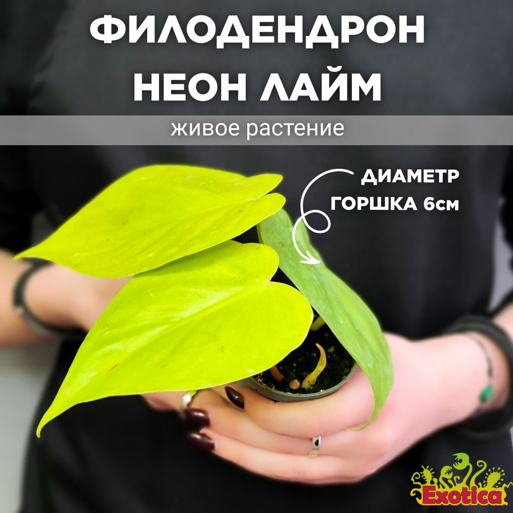 Филодендрон Неон Лайм (Philodendron Neon Lime) D6см #1