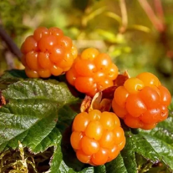 Морошка обыкновенная, Rubus chamaemorus, семена 5 штук #1