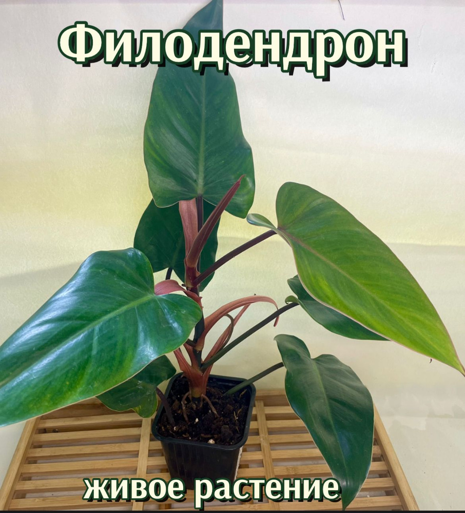 Комнатные растения Филодендрон, 1 шт - купить по выгодной цене в ...