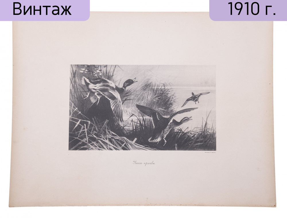 Фототипия Утки-кряквы, бумага, П.Павлов, Россия, 1900-1920 гг.  #1