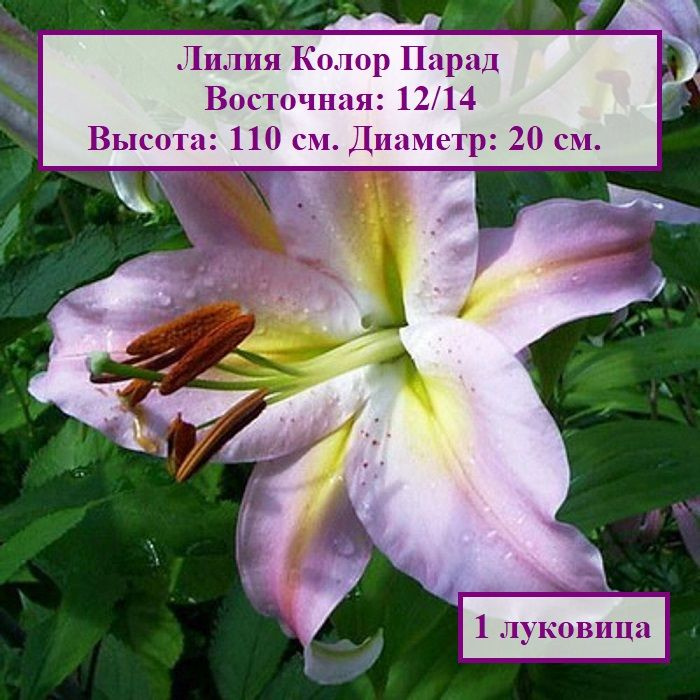 Лилия восточная Колор Парад (1 луковица) #1